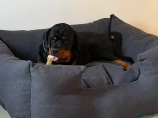 Rottweiler dogs 9 Month Old Male German Rottweiler - Advert 3