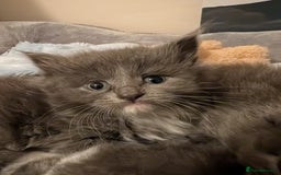 Maine Coon cats for sale: 3 maine coon cross kittens  - Image 7