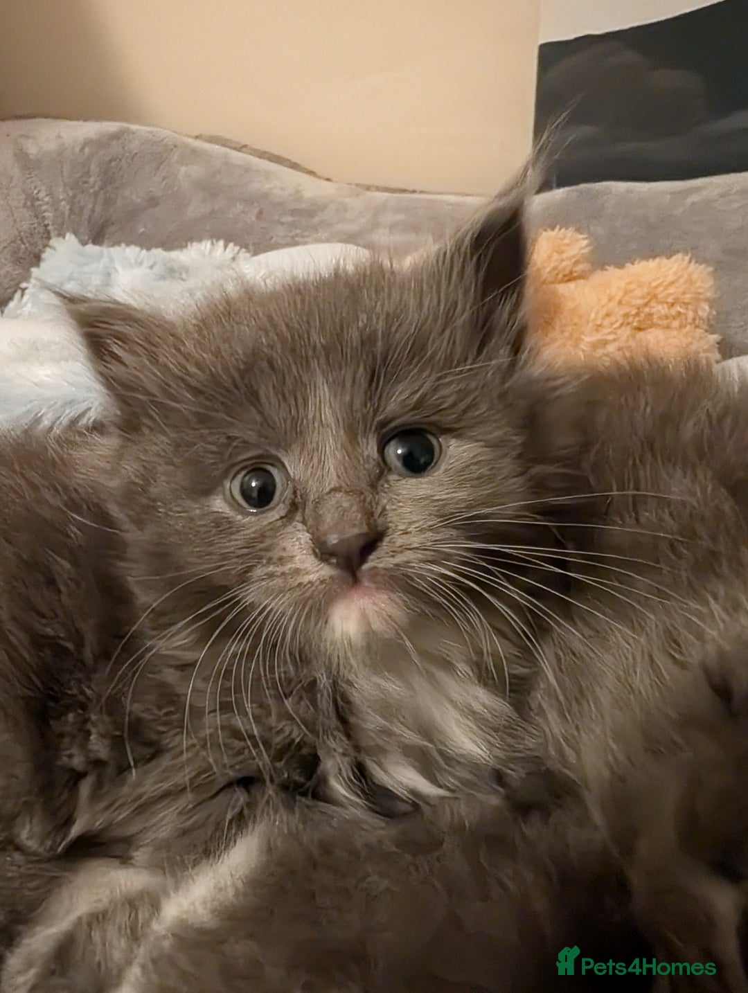 Maine Coon cats for sale: 3 maine coon cross kittens  - Image 7