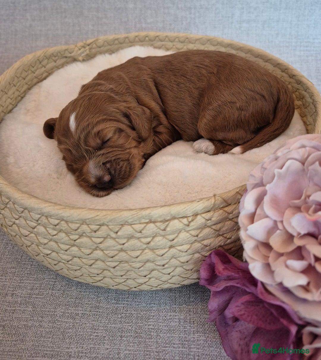 Cockapoo dogs for sale: red cockapoo f1 non fading - Image 6