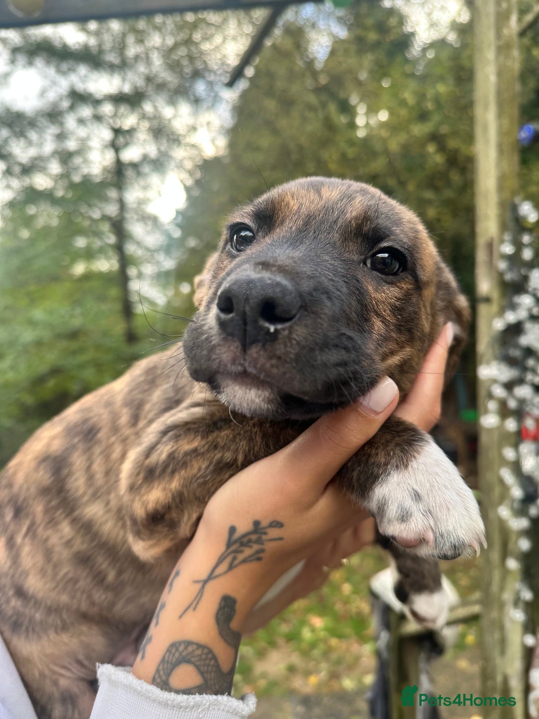 Mixed Breed dogs for sale: Goldendoodle X collie  - Image 2