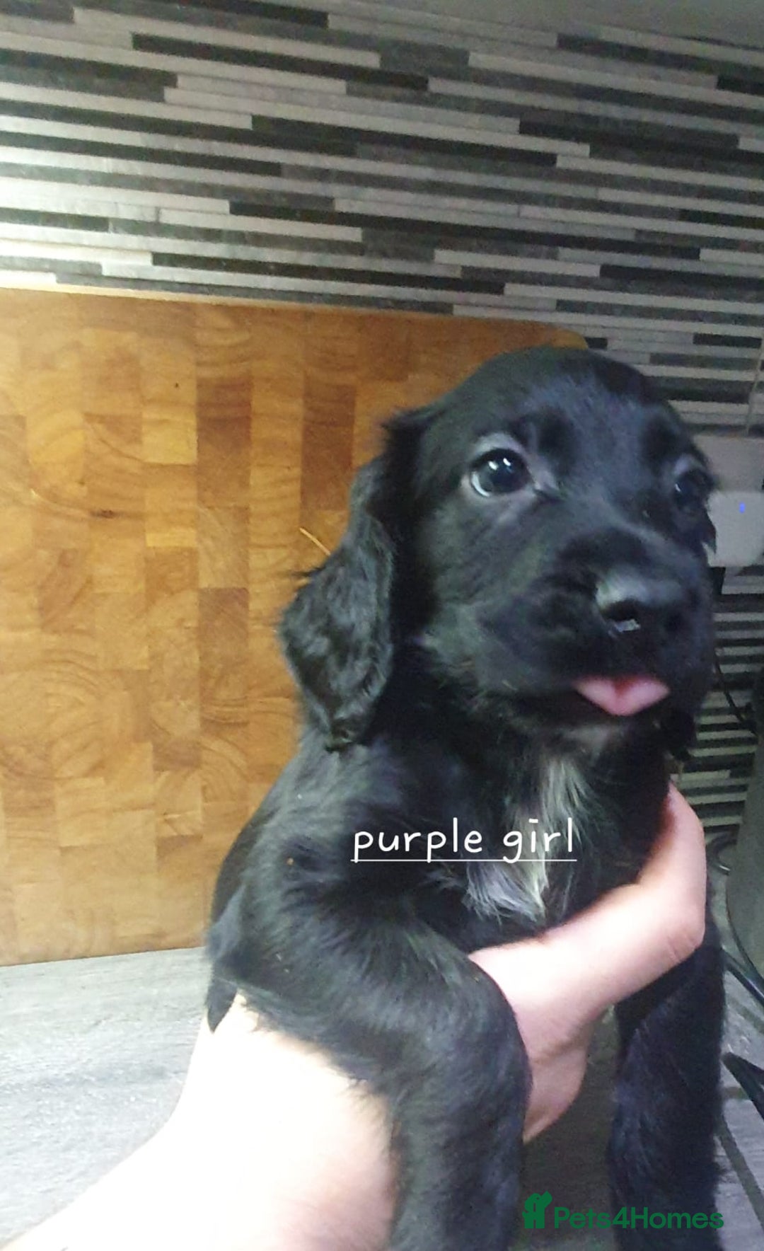 Cocker Spaniel dogs for sale: Cocker spaniel pups for sale! - Image 7