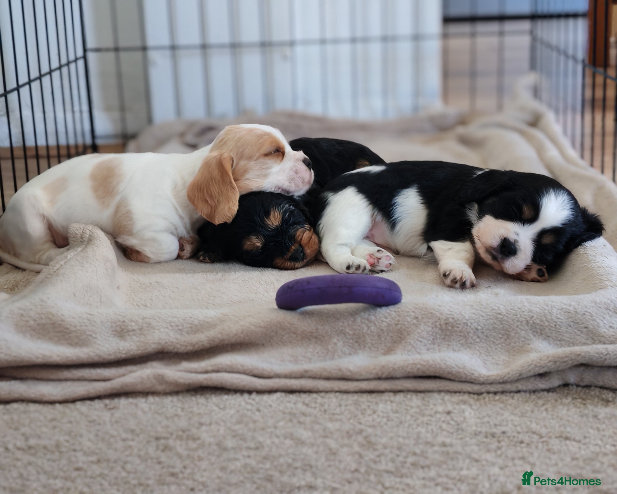 Mixed Breed dogs Cavalier Mixed breed pups. (Havanese / Dachshund) - Advert 1