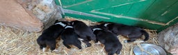 Border Collie dogs for sale: Three border collie pups for sale. - Advert 1