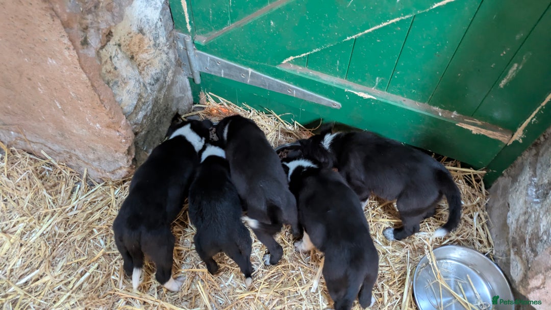 Border Collie dogs for sale: Three border collie pups for sale. - Advert 1