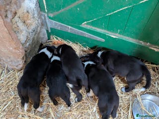 Border Collie dogs Three border collie pups for sale. - Advert 1