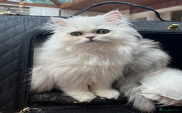 Persian cats for sale: 3 beautiful silver chinchilla Persian! - Image 2