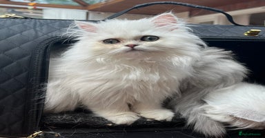 Persian cats - Advert 10