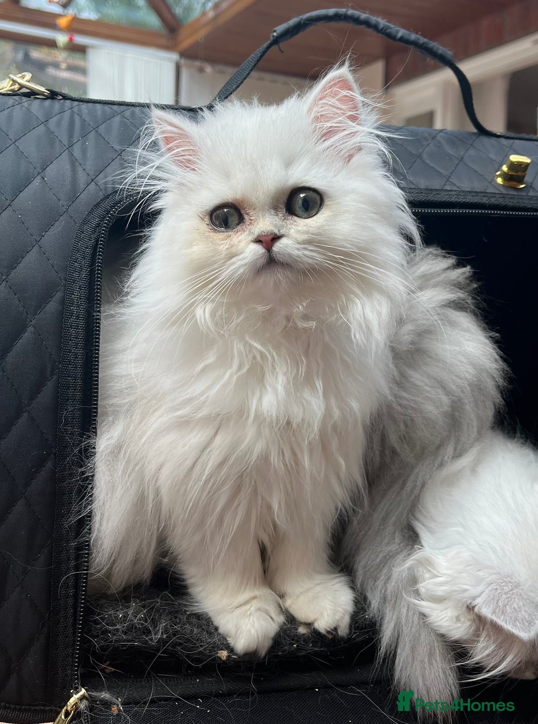 Persian cats for sale: 3 beautiful silver chinchilla Persian! - Image 2