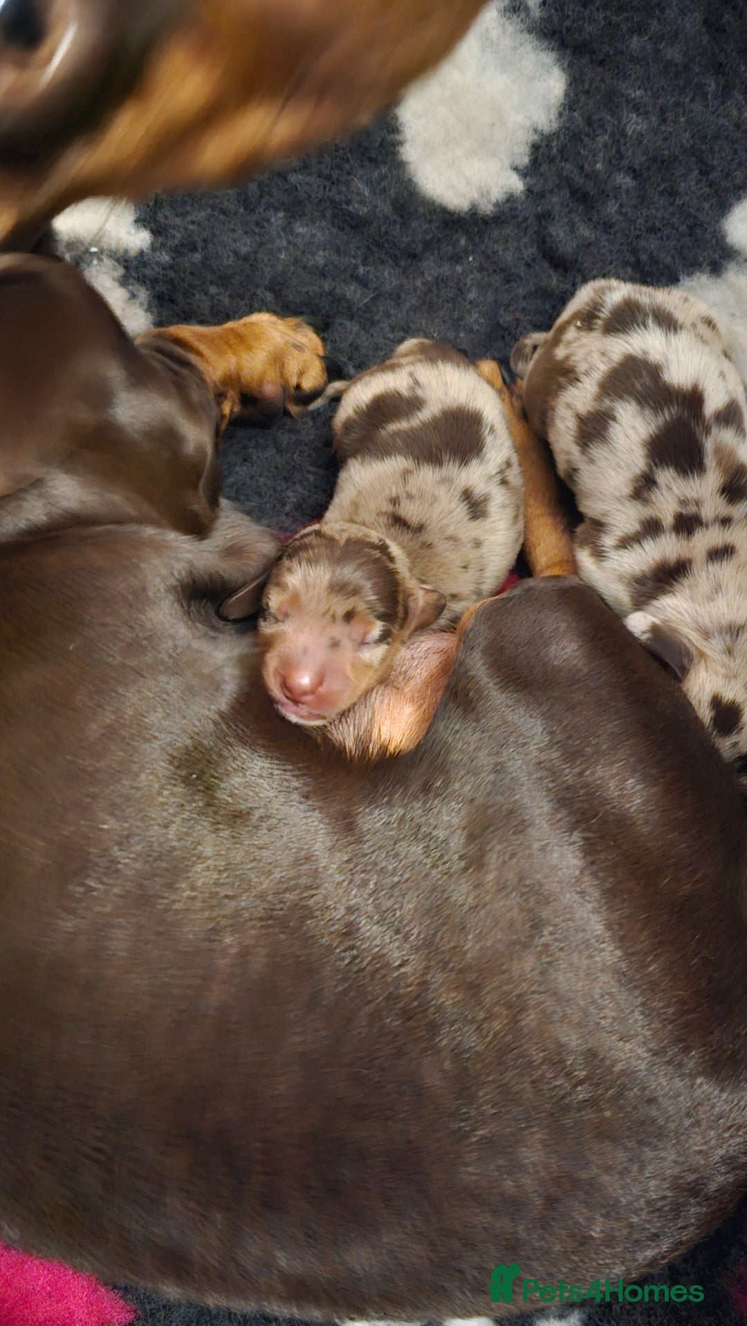 Miniature Dachshund dogs for sale: Two Beautiful Boys - Advert 19