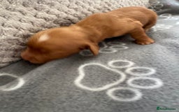 Cocker Spaniel dogs for sale: Red Cocker Spaniel Puppies - Image 11