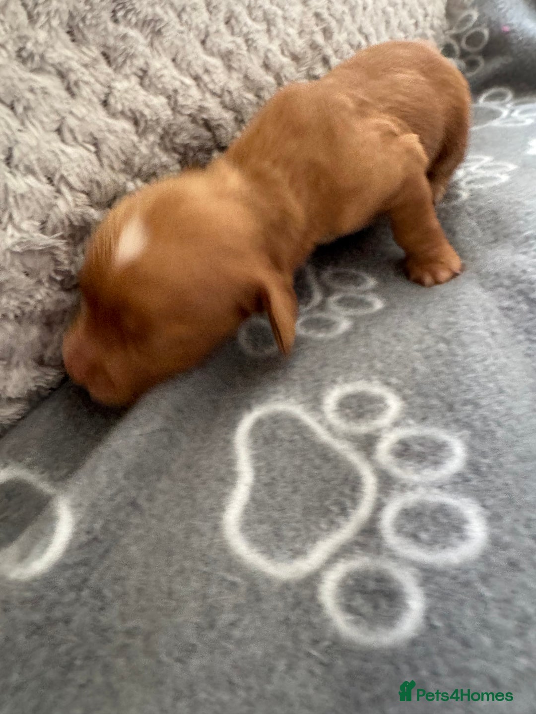 Cocker Spaniel dogs for sale: Red Cocker Spaniel Puppies - Image 11