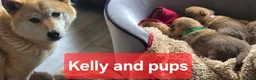 Japanese Shiba Inu dogs for sale: Foxy little shibas - Advert 25