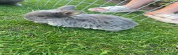 Mini Lop rabbits for sale: Mini Lops  - Advert 3