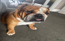 English Bulldog dogs for sale: FRENCH & ENGLISH BULLDOGS  - Image 4