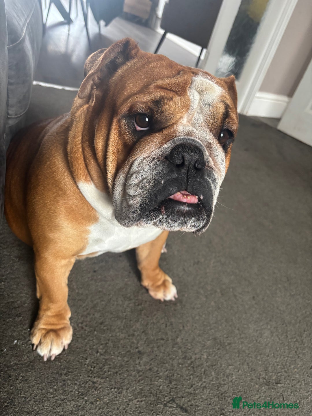 English Bulldog dogs for sale: FRENCH & ENGLISH BULLDOGS  - Image 4