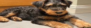 Airedale Terrier Puppy 1