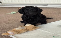 Cockapoo dogs for sale: Beautiful F2 Cockapoo pup for sale - Image 4