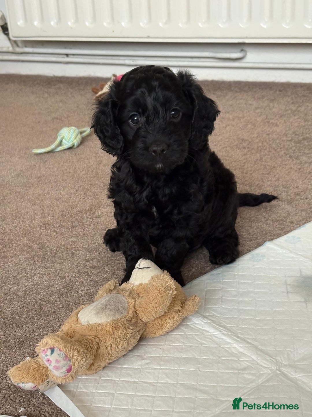 Cockapoo dogs for sale: Beautiful F2 Cockapoo pup for sale - Image 4