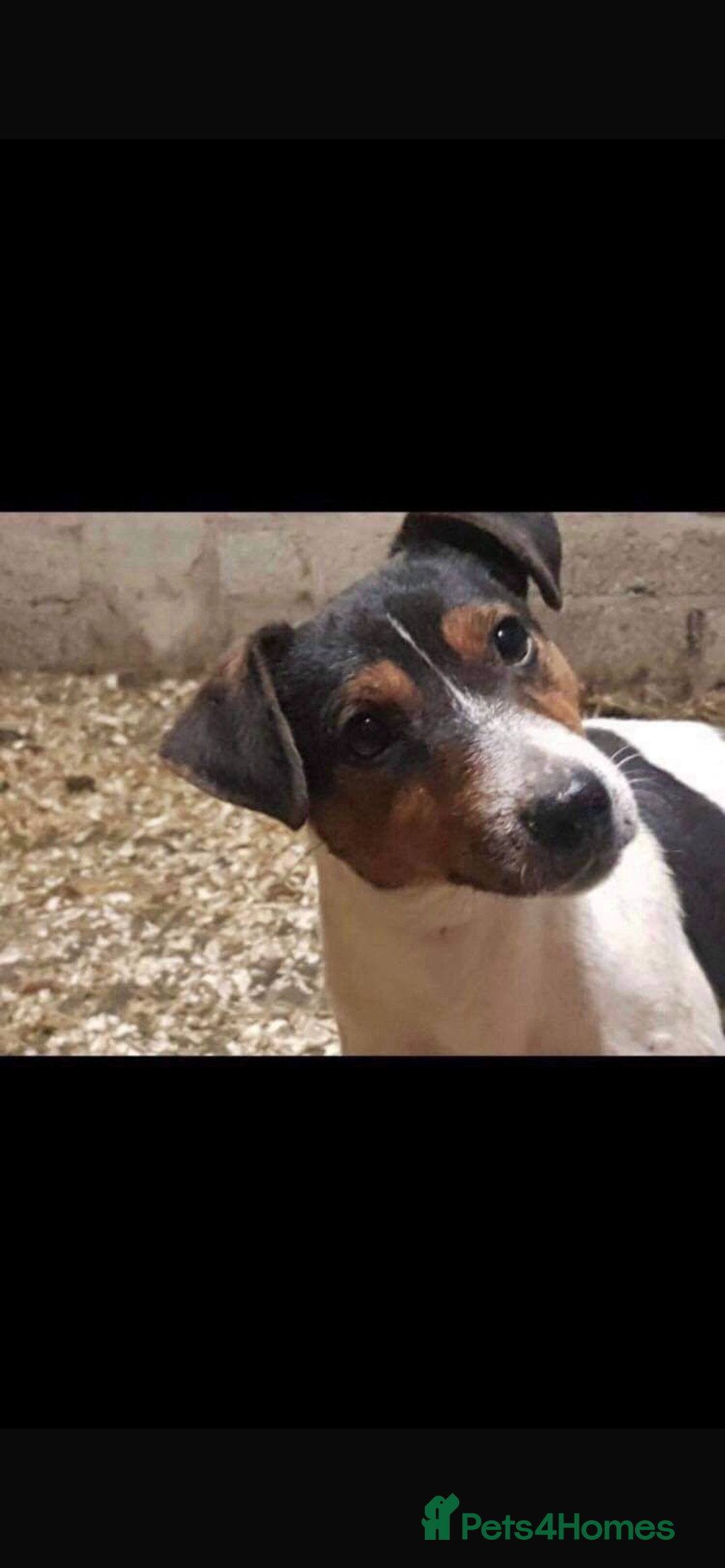 Jack Russell dogs for sale: Jack Russell puppies for sale - Advert 11