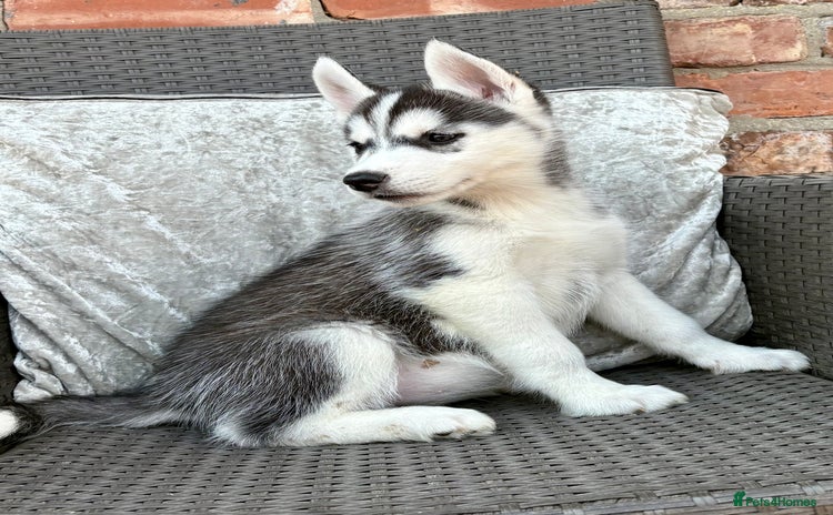 Siberian Husky dogs - Advert 1