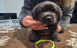 Labrador Retriever dogs for sale: 🐾Exceptional Black Labrador Retriever Puppies🐾 - Advert 11