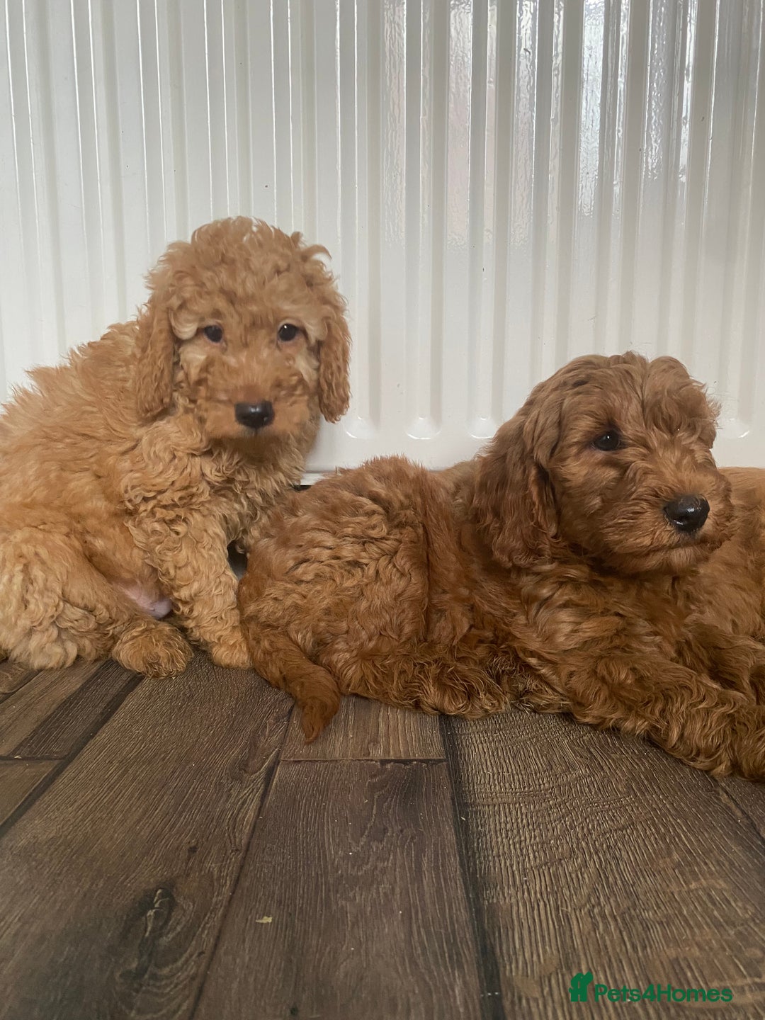 Cockapoo dogs for sale: Beautiful cockapoos - Image 5