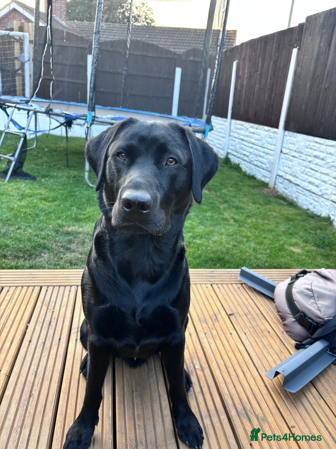 Labrador Retriever dogs for sale: 11 month old Labrador Retriever for rehoming  - Image 2