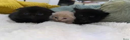 Scottish Fold cats for sale: Scottish fold and straight  in Bournemouth - Advert 3