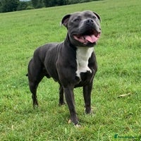 Staffordshire Bull Terrier dogs for stud: STUD DUTIES - Advert 4