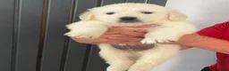 Golden Retriever dogs for sale: Cream and golden retriever puppies in Bristol - Advert 7