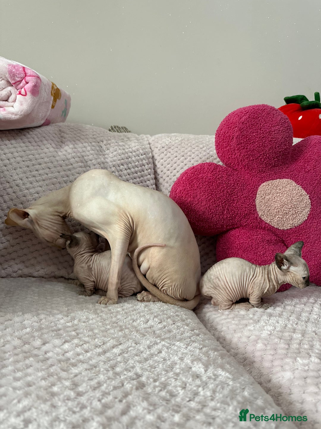 Sphynx cats for sale: Bambino kittens Ready now! - Advert 24
