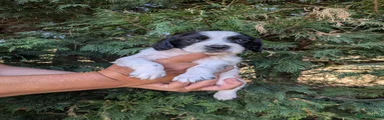 English Springer Spaniel 3