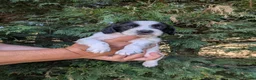 Sprocker dogs for sale: All round working and pet spaniels  - Advert 7