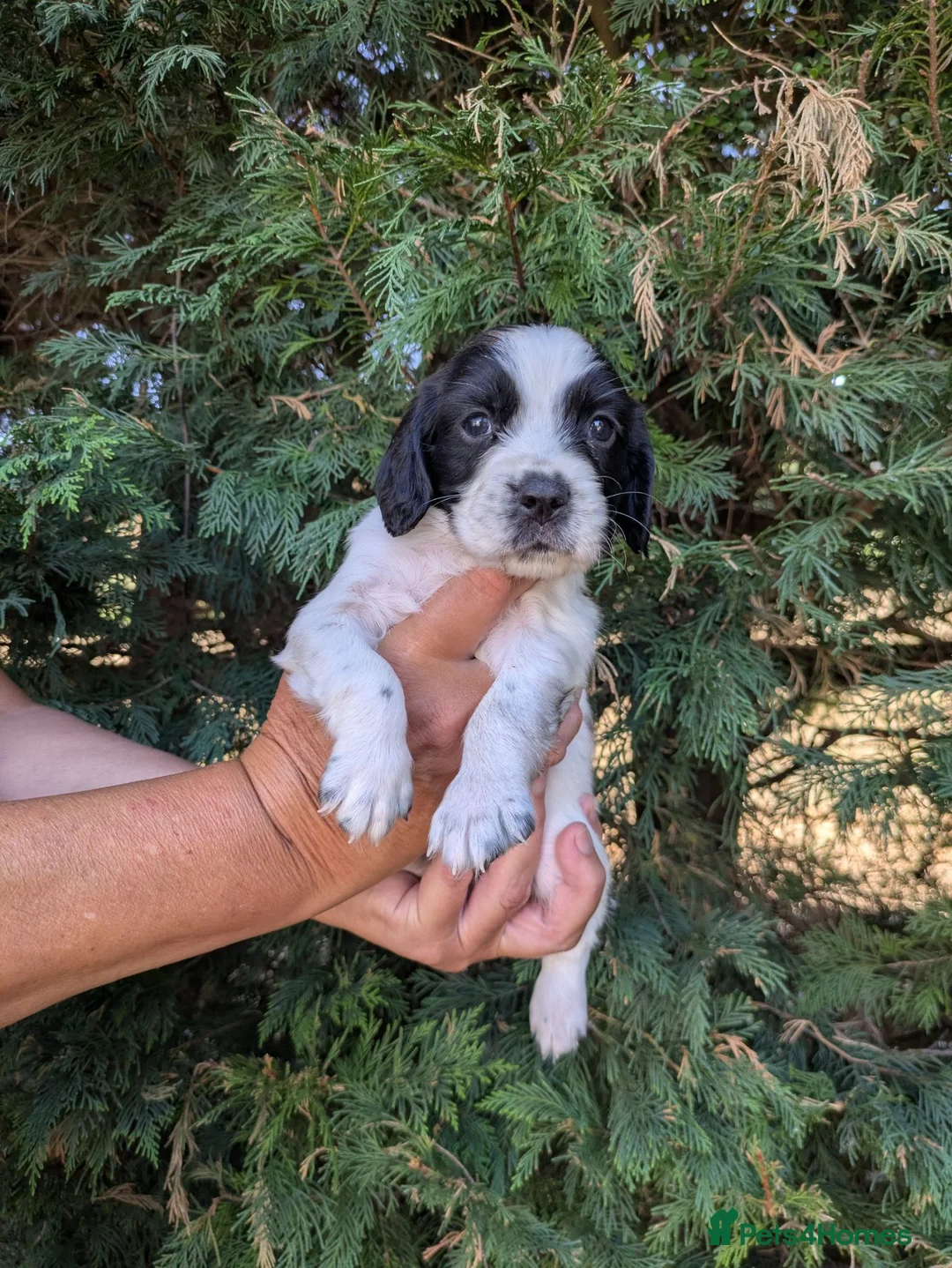 Sprocker dogs for sale: All round working and pet spaniels  - Advert 7