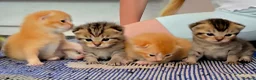 Scottish Fold cats for sale:  Beautiful Scottish fold/scottish straight litter - Advert 2
