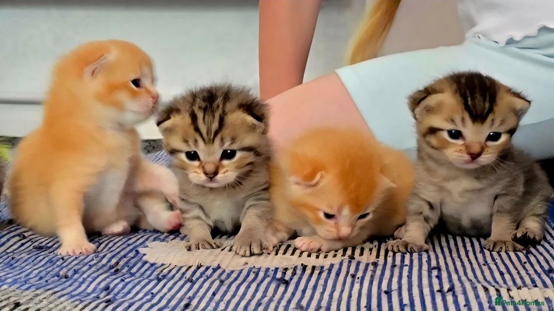 Scottish Fold cats for sale:  Beautiful Scottish fold/scottish straight litter - Advert 2
