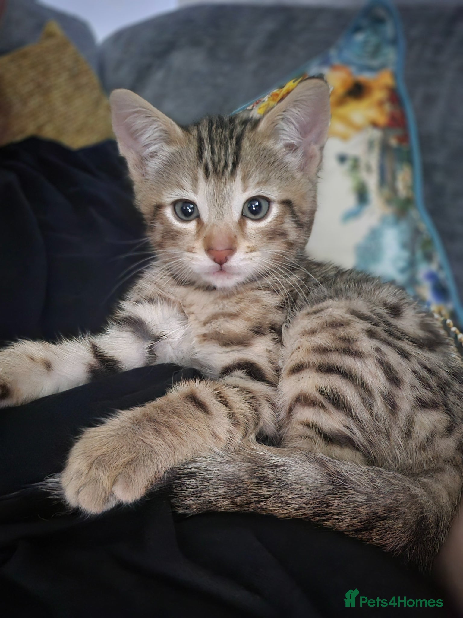 Bengal cats Male bengal kitten  - Advert 1