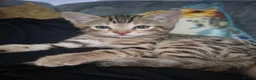 Bengal cats for sale: Male bengal kitten  - Advert 2