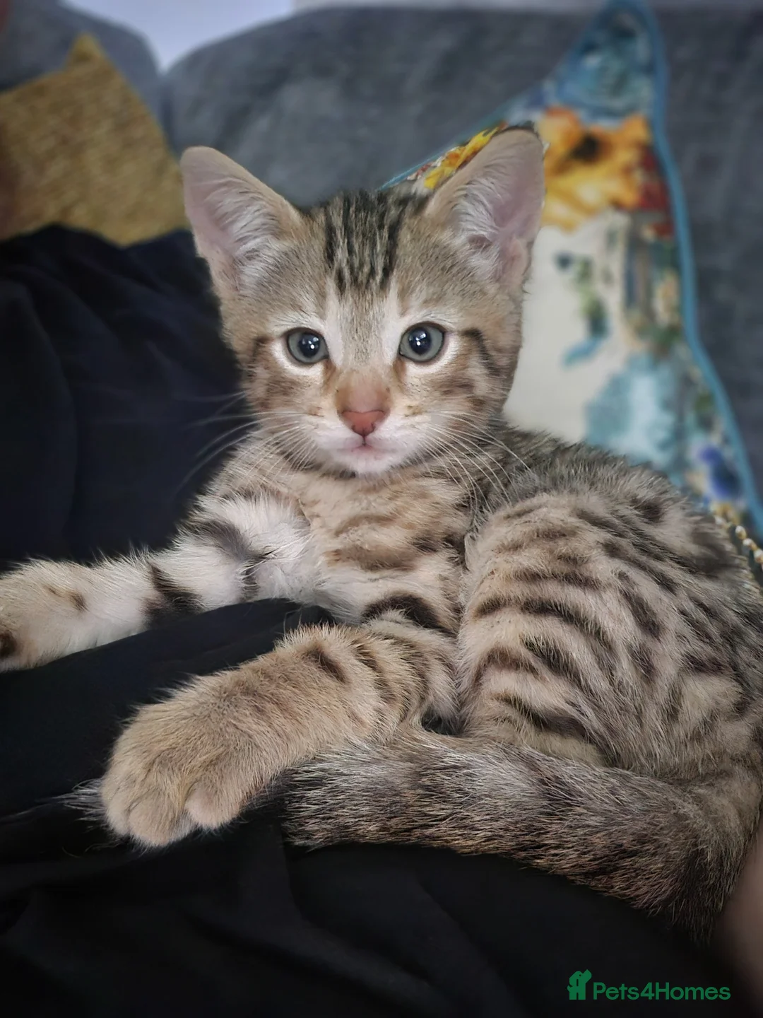 Bengal cats for sale: Male bengal kitten  - Advert 2