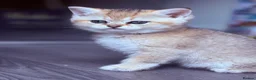 British Shorthair cats for sale: GCCF Registered Golden BSH Kittens | ny12 & by12 - Advert 26