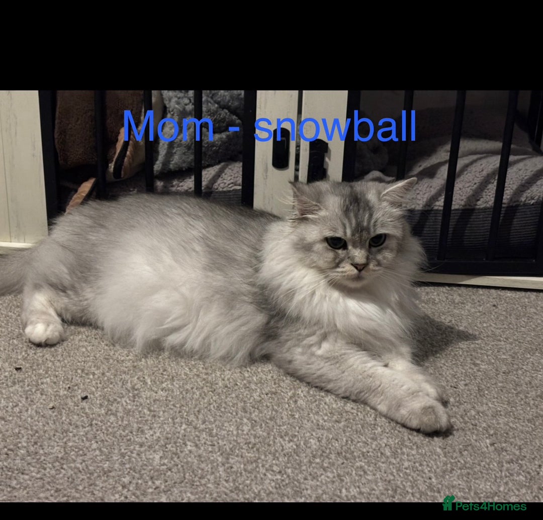 Maine Coon cats for sale: Persian X Maine coon 1 GIRL AVAILABLE  - Advert 12