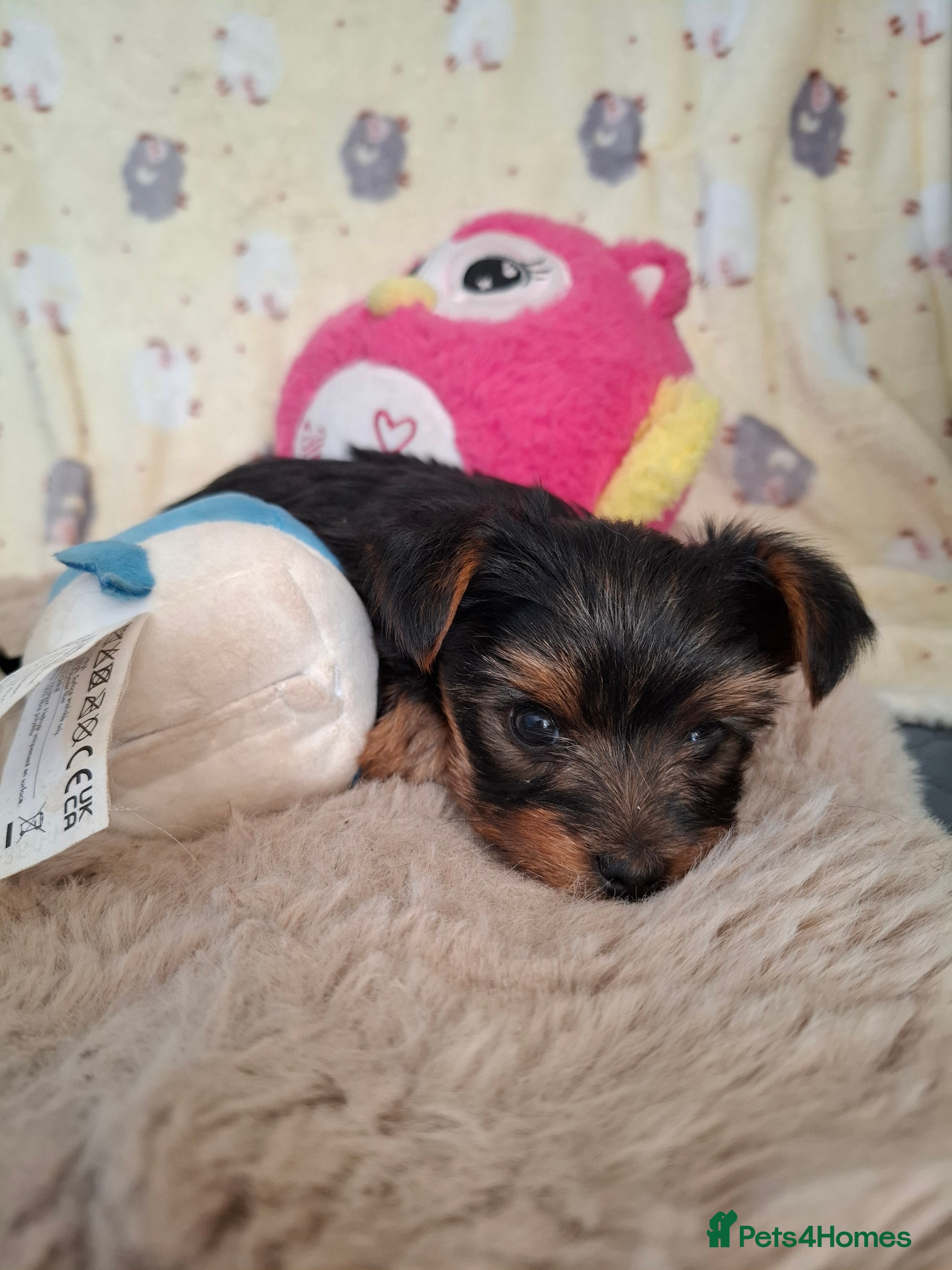 Yorkshire Terrier dogs Charming Yorkshire Terrier Puppies - Advert 2