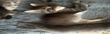 Ragcoon 1