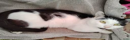 Mixed Breed cats for sale: Milo needs a new home not a kitten  - Advert 3
