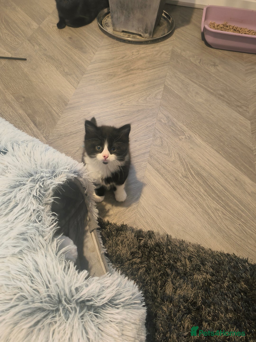 British Shorthair cats for sale: British short and long hair - Advert 5