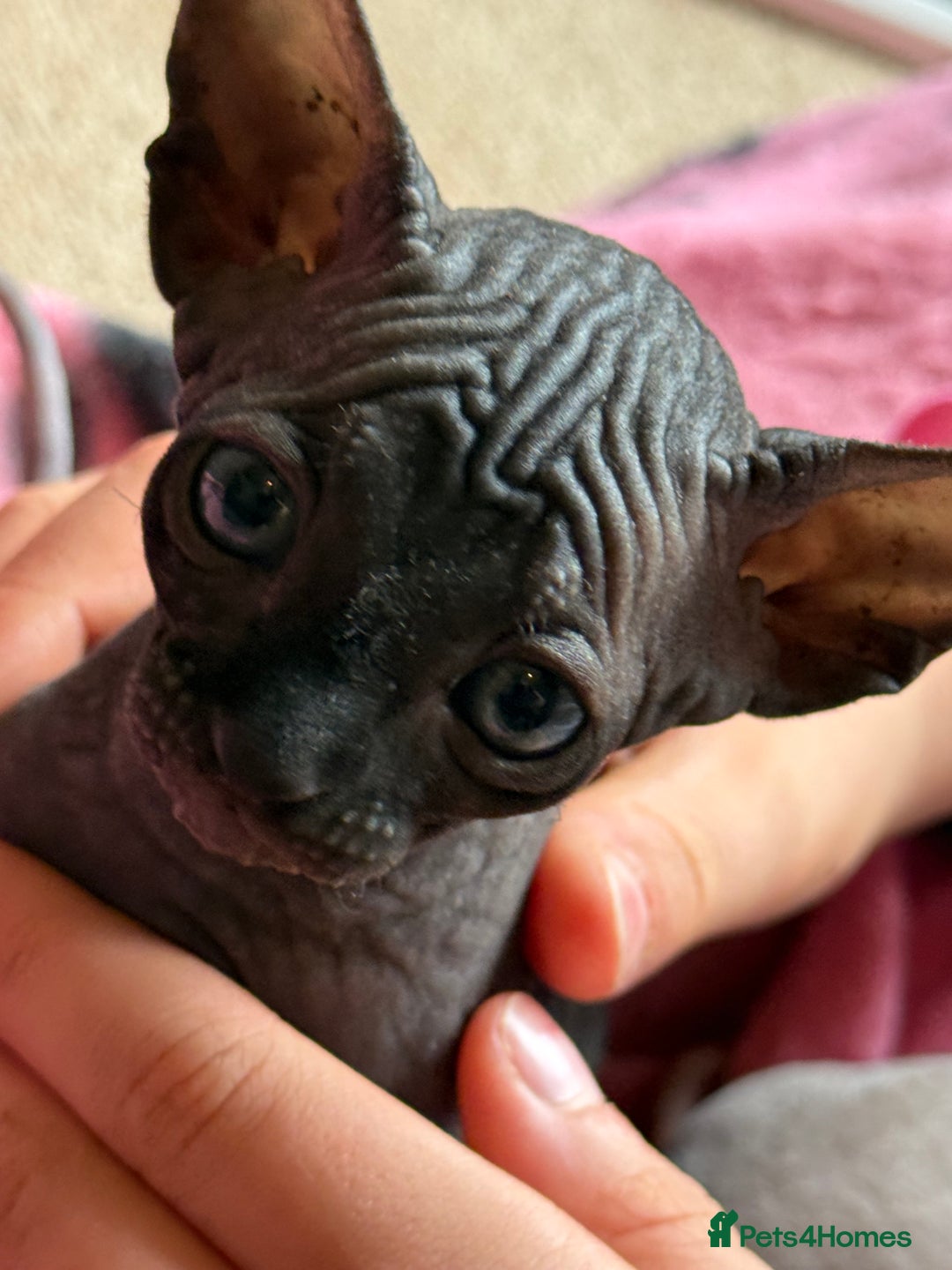 Sphynx cats for sale: ✨ Gorgeous Chunky Sphynx Kittens – Ready Soon! ✨ - Advert 13