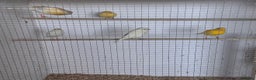 Canaries birds for sale: Fife canaries  - Advert 10