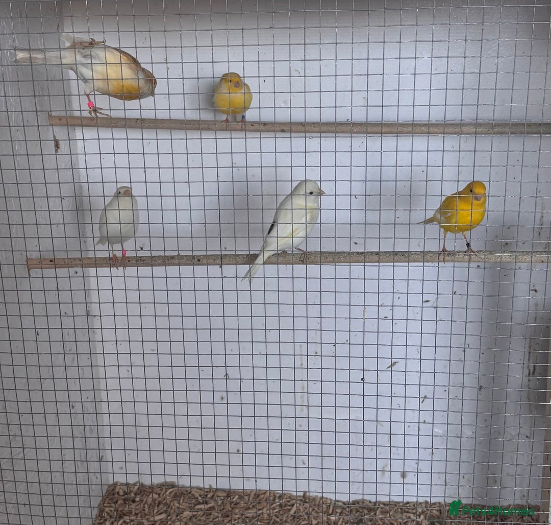 Canaries birds for sale: Fife canaries  - Advert 10