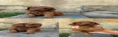 Cockapoo 1